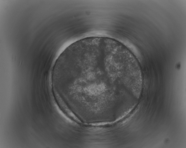 X0000094181382200711241543