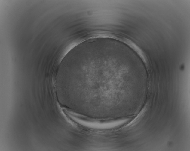 X0000094181385200711241543