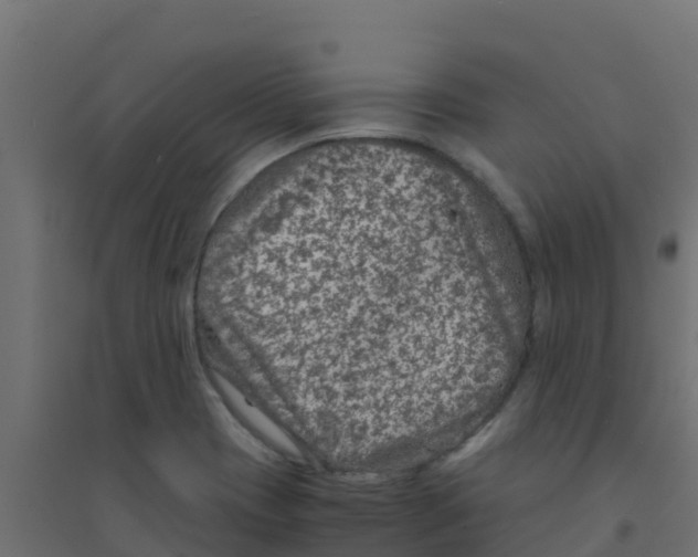 X0000094181417200711241542