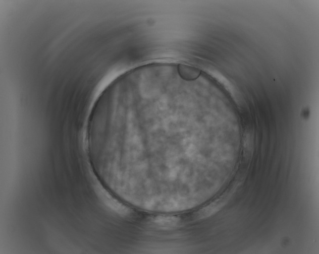 X0000094181466200711241542