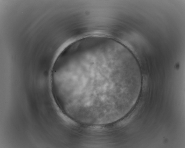 X0000094181474200711241542