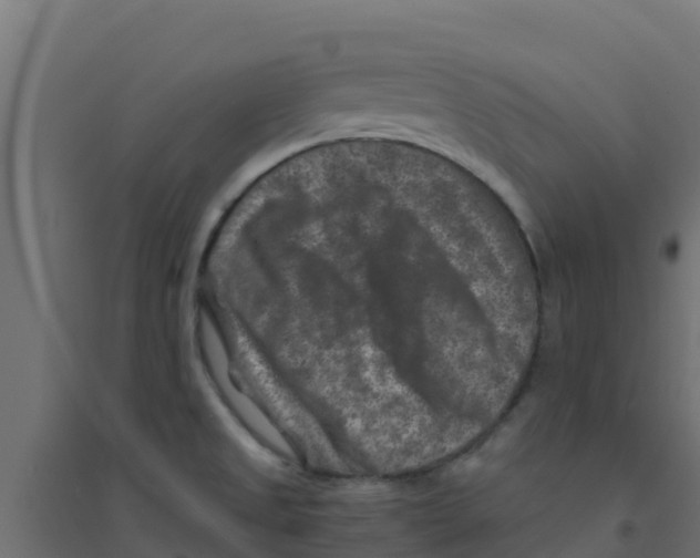 X0000094181525200711241541