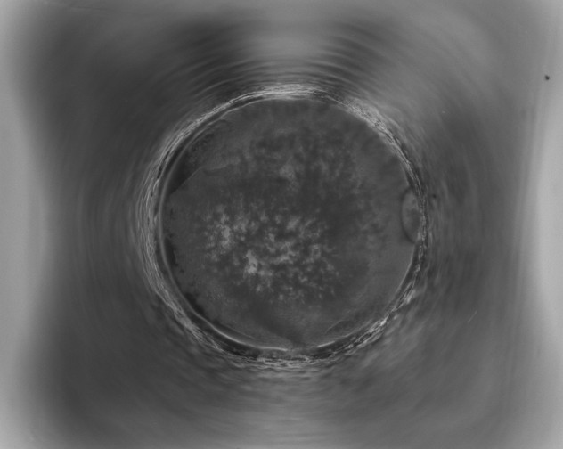 X0000094190337200710261136