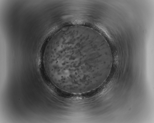 X0000094190687200710261132