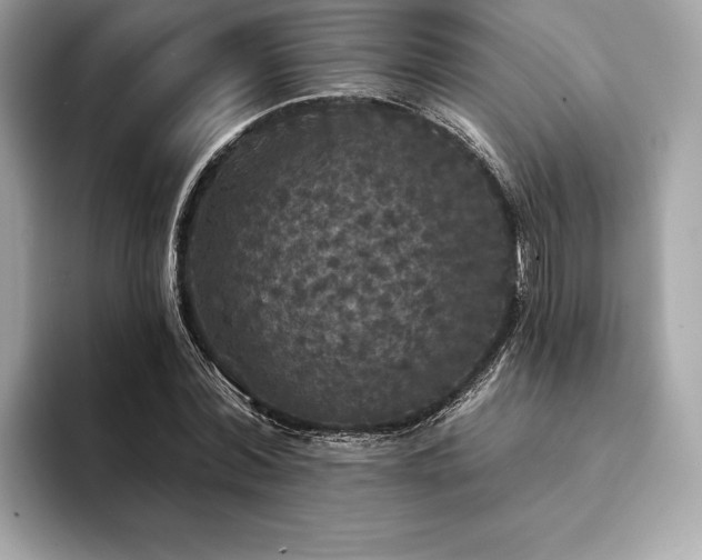 X0000094190780200710261131