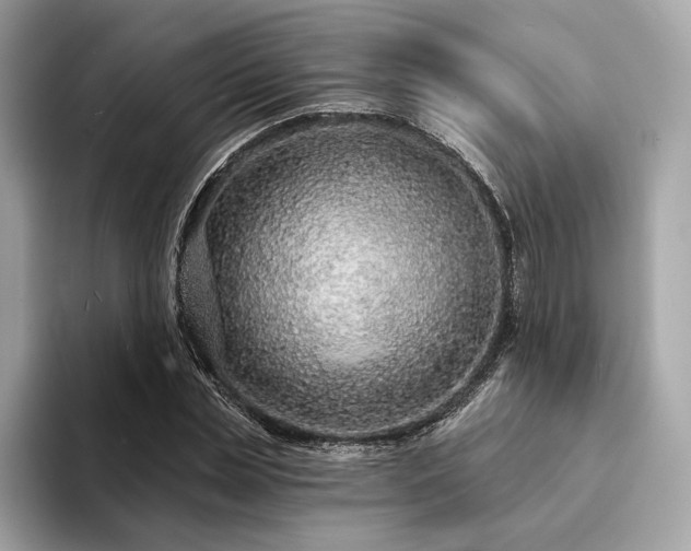 X0000094190829200710261130