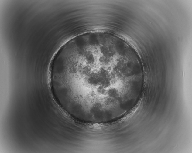 X0000094190835200710261130