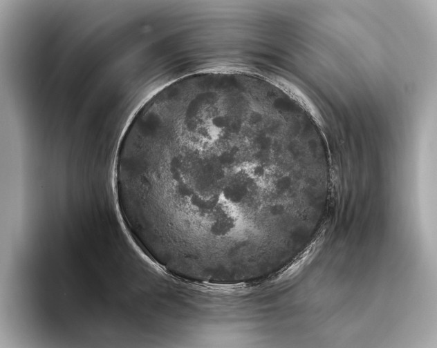 X0000094190855200710261130