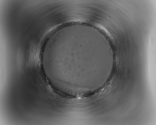X0000094191064200710261127