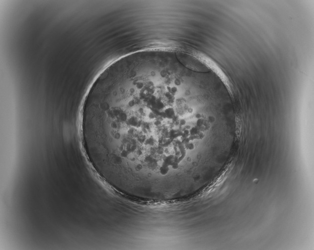 X0000094191099200710261126