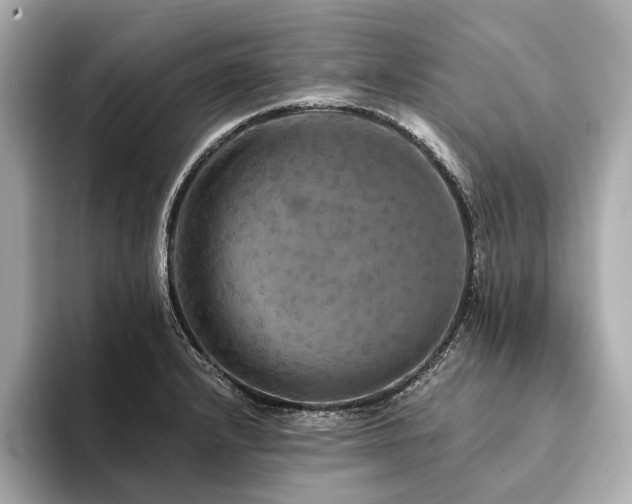 X0000094191232200710261125