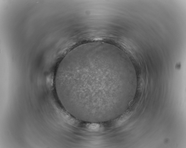 X0000094190230200711021036