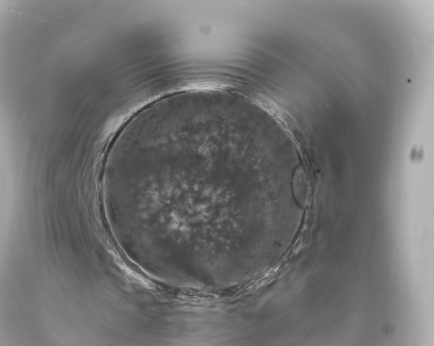 X0000094190337200711021033