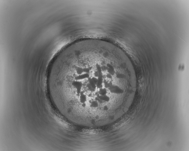 X0000094190679200711021029