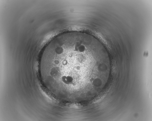 X0000094190683200711021029