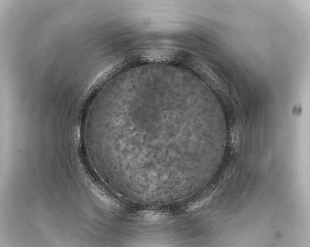 X0000094190733200711021027