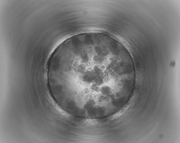 X0000094190835200711021026