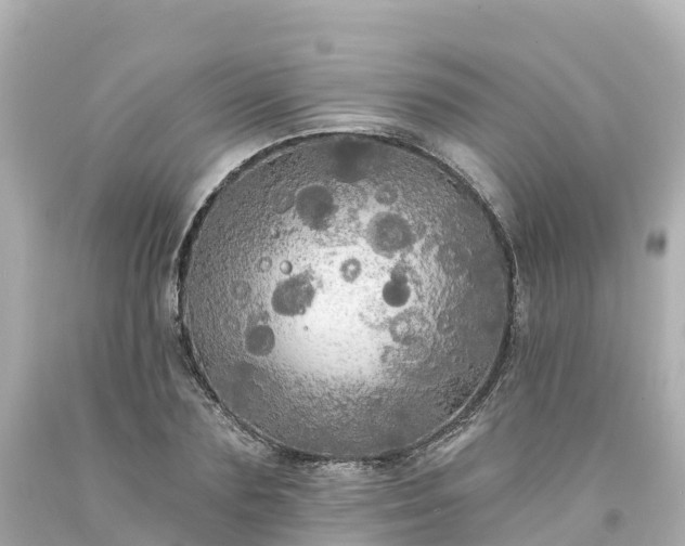 X0000094190883200711021025