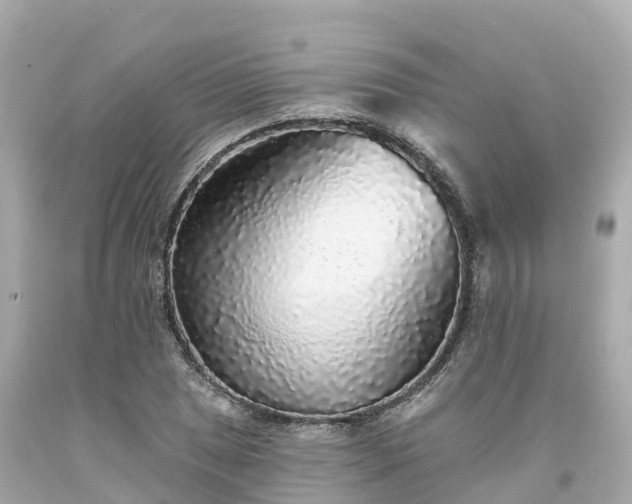 X0000094191025200711021023