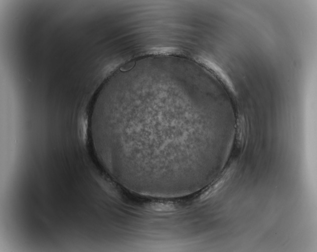 X0000094190110200711091208