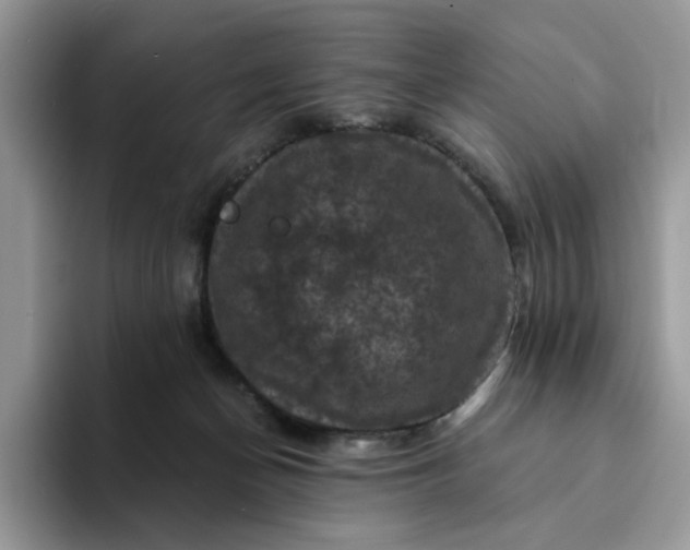 X0000094190174200711091207