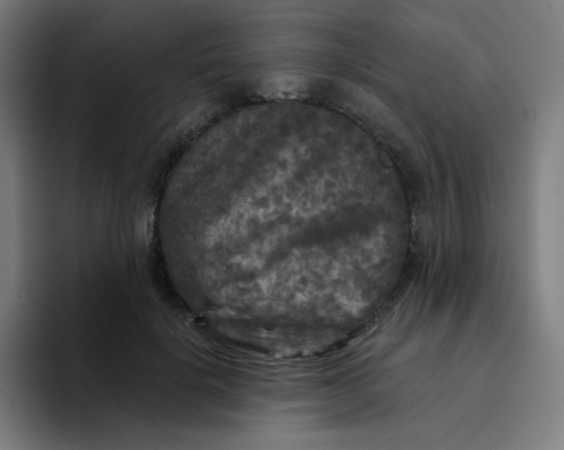 X0000094190652200711161749