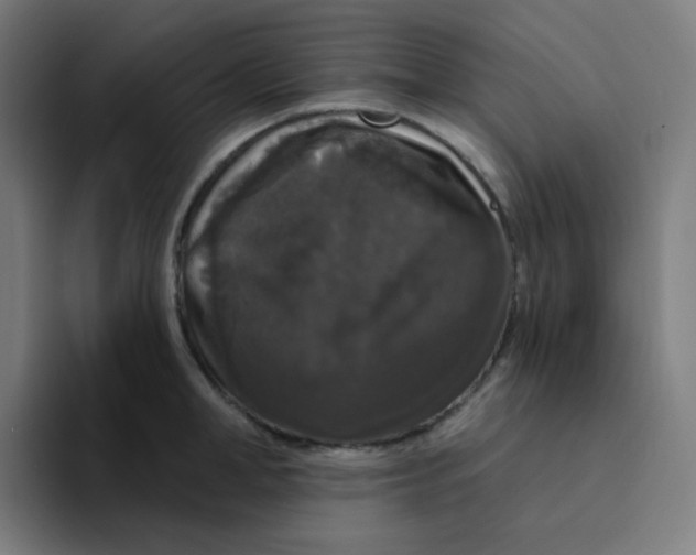 X0000094190998200711161744