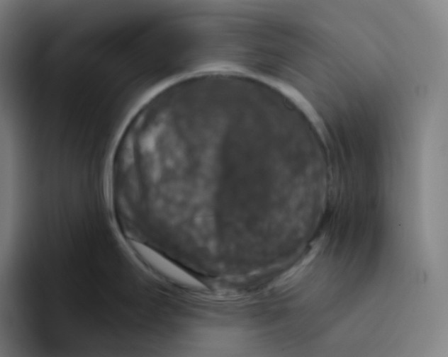 X0000094191295200711161740