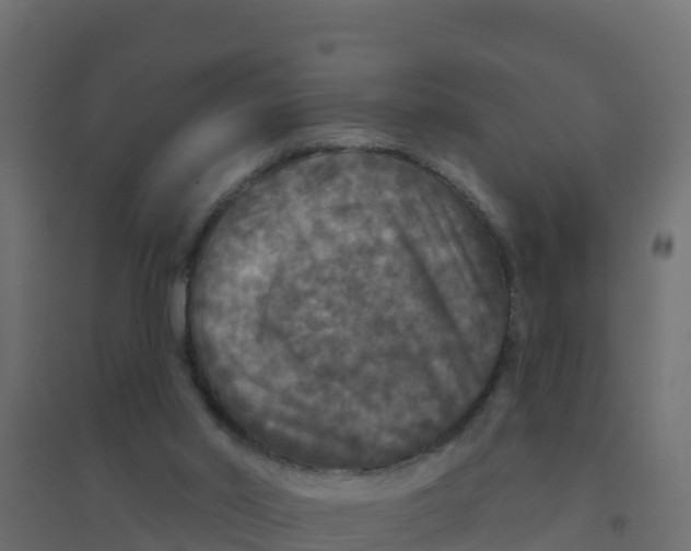 X0000094190014200711241625