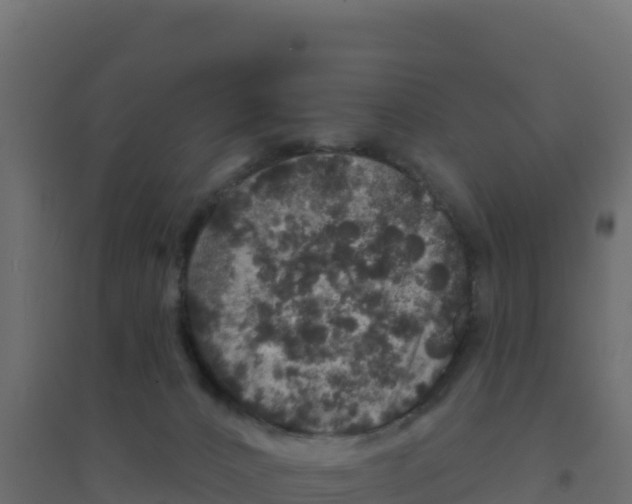 X0000094190032200711241625