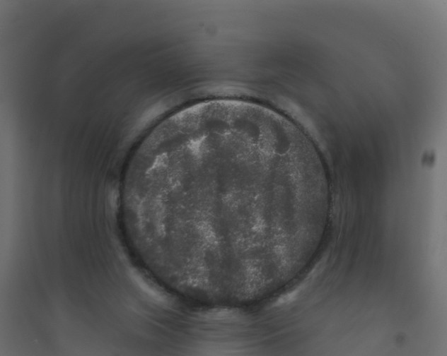 X0000094190063200711241624