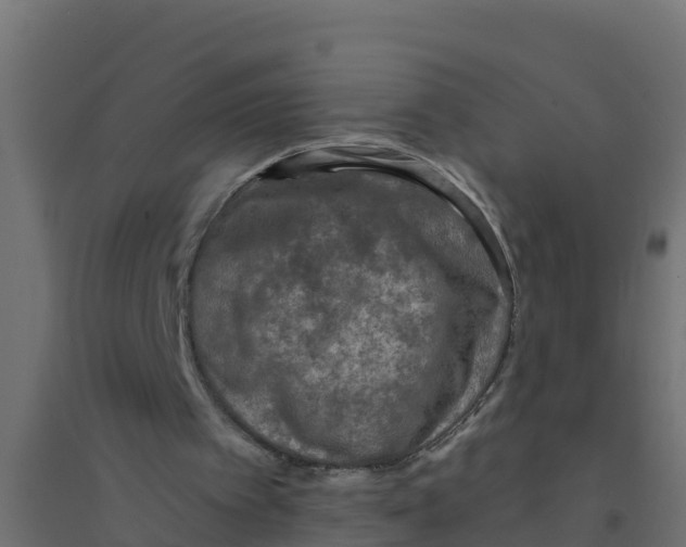 X0000094190097200711241624