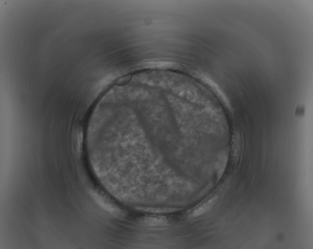 X0000094190110200711241624