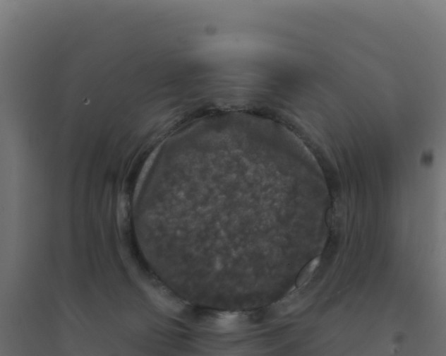 X0000094190130200711241623
