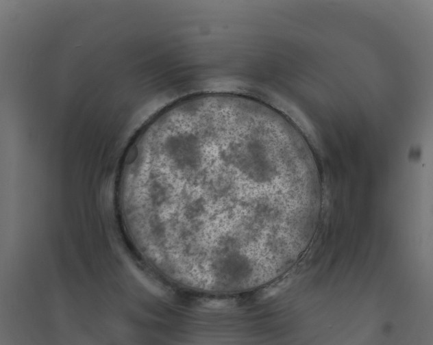 X0000094190155200711241623