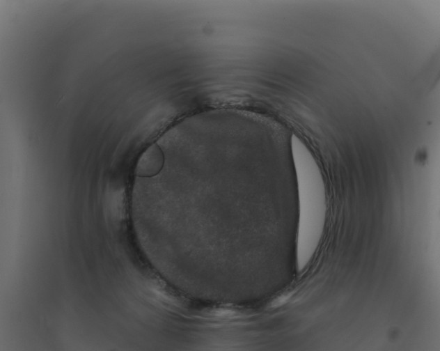 X0000094190224200711241622