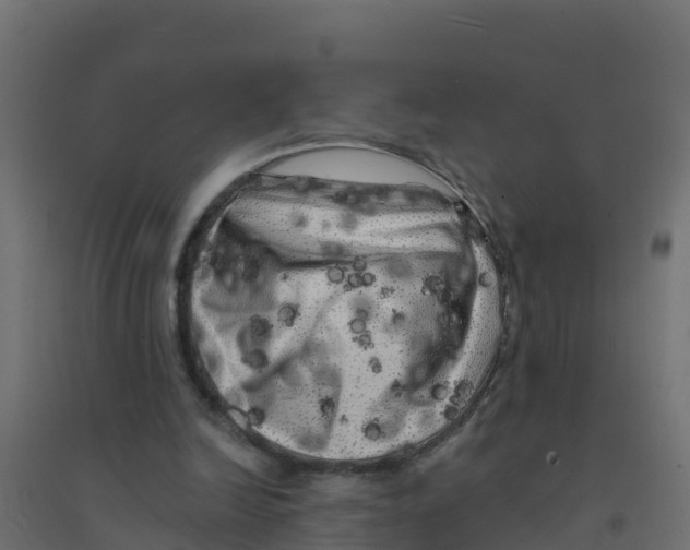 X0000094190246200711241621