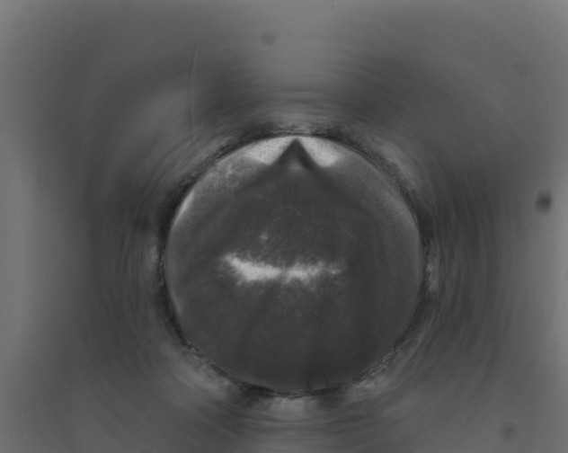 X0000094190314200711241621