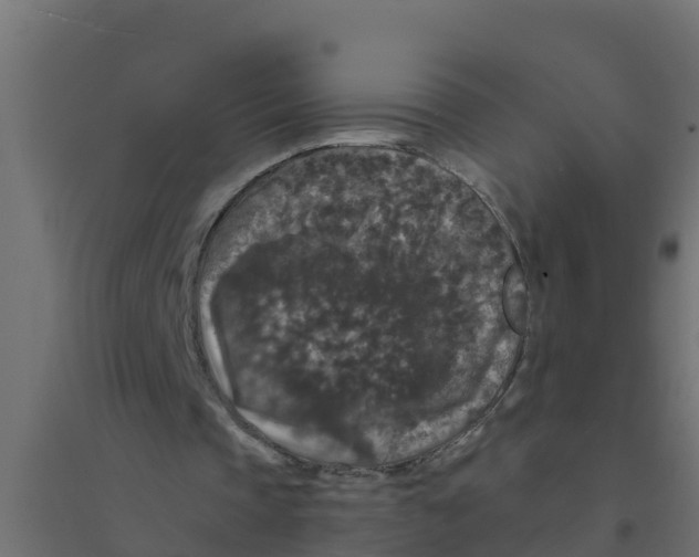 X0000094190337200711241620