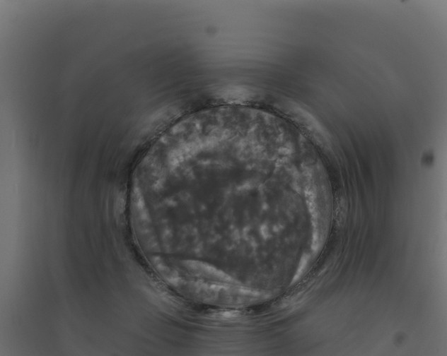 X0000094190365200711241620