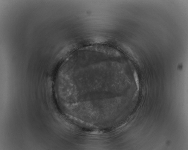 X0000094190366200711241620