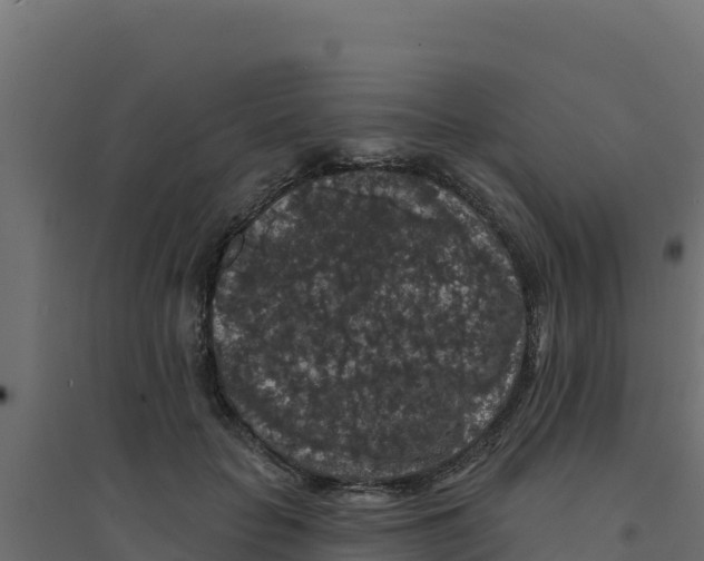 X0000094190653200711241616