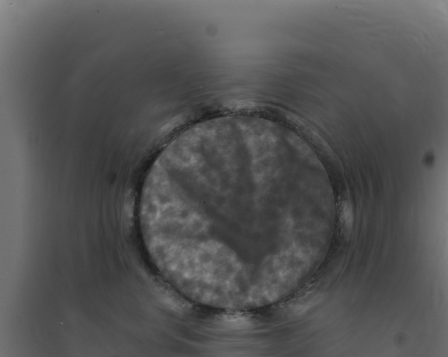 X0000094190668200711241616
