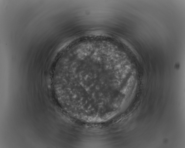 X0000094190823200711241613