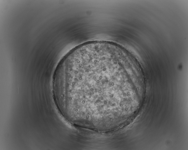 X0000094190990200711241611