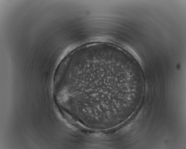 X0000094190994200711241611