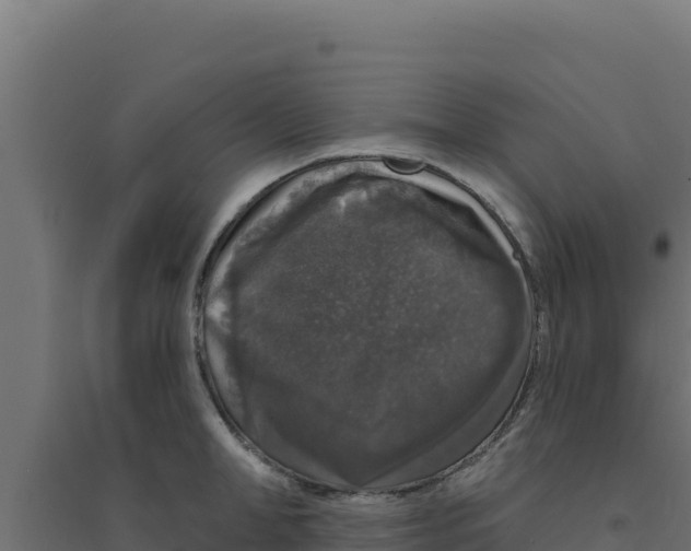 X0000094190998200711241611