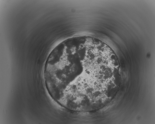 X0000094191055200711241611