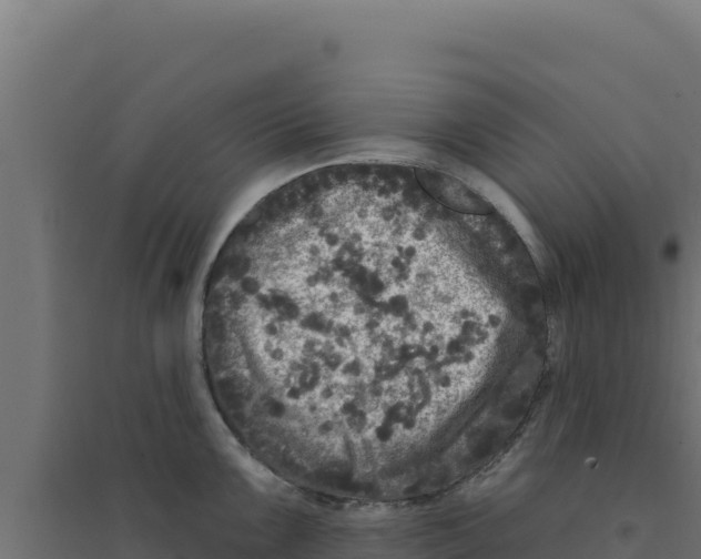 X0000094191099200711241610