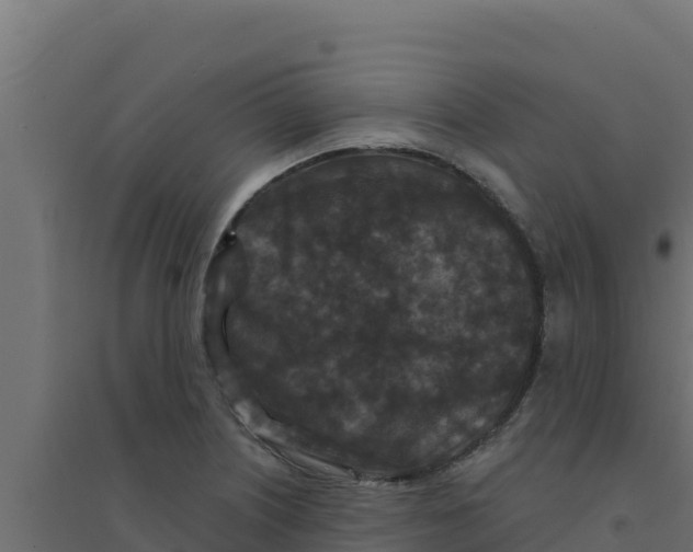 X0000094191226200711241608